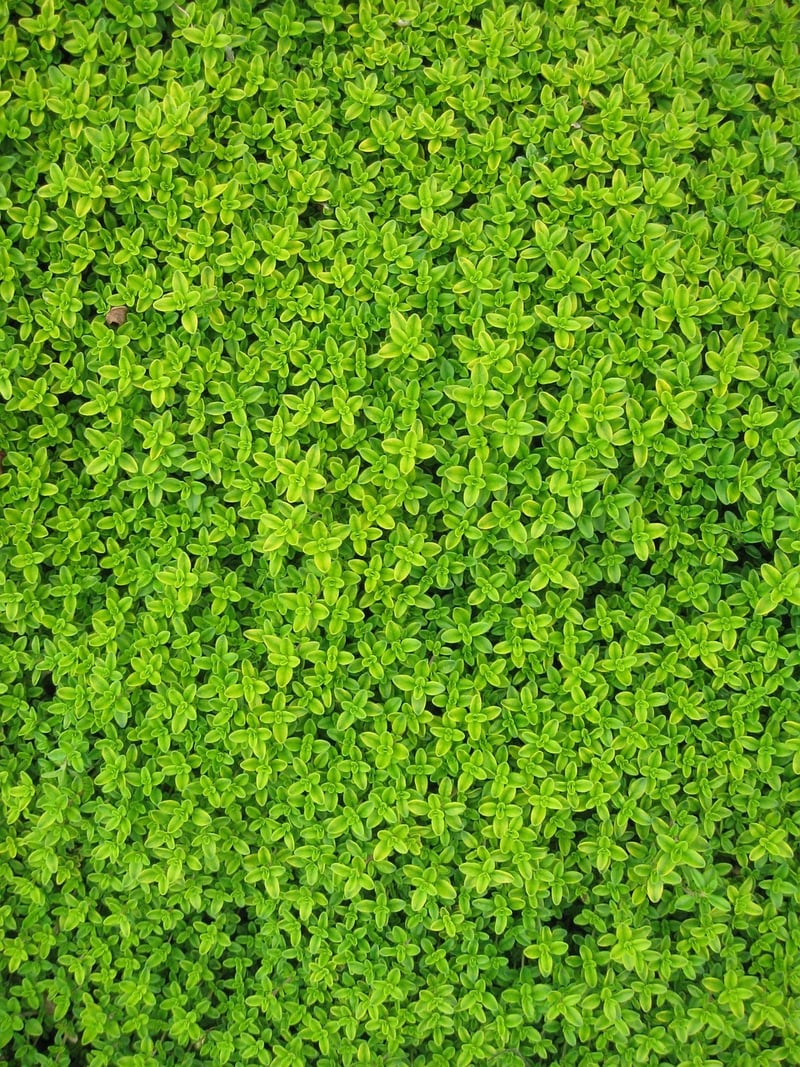 Mystical Plants